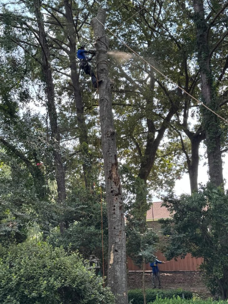 Lion Tree Service and Landscaping LLC project photo 33
